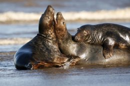 Grey seals
