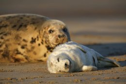 Grey seals