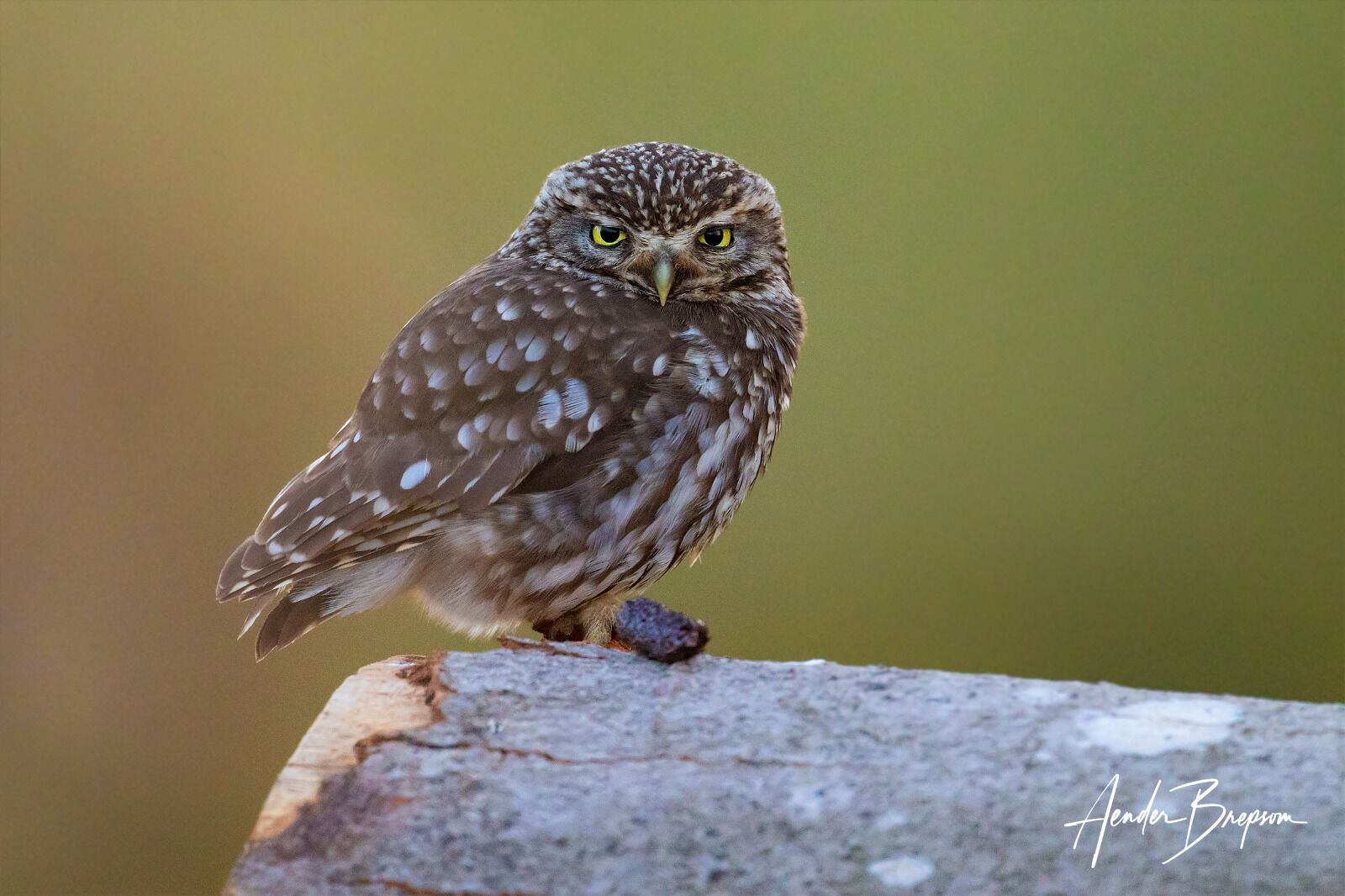 Little owl (Athene noctua)