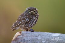 Little owl (Athene noctua)