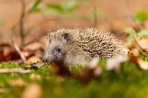 Hedgehog