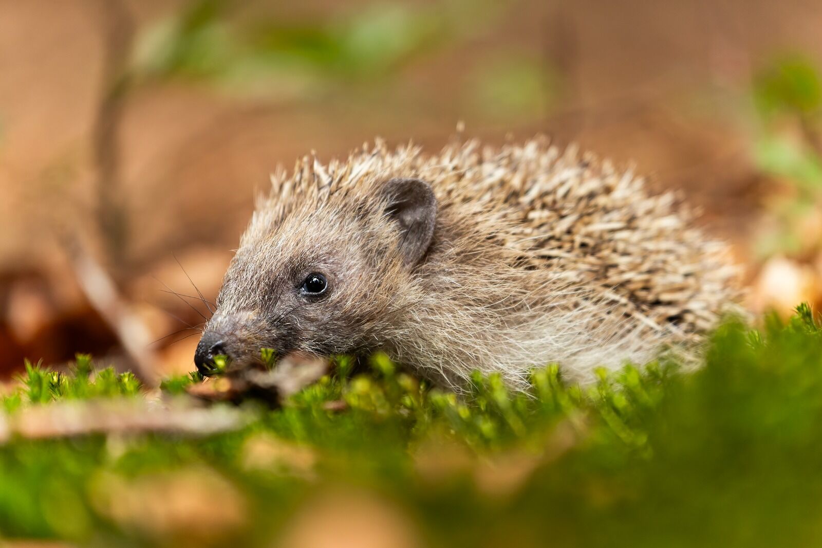 Hedgehog