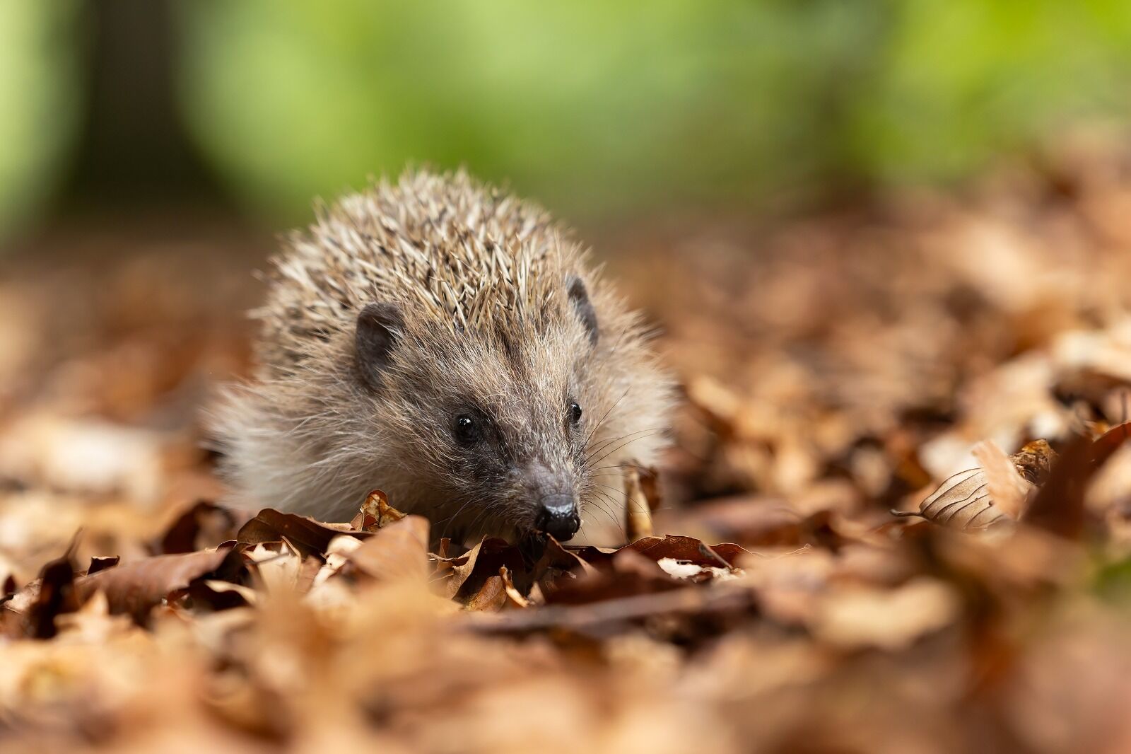 Hedgehog
