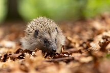 Hedgehog