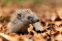 Hedgehog