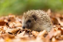 Hedgehog