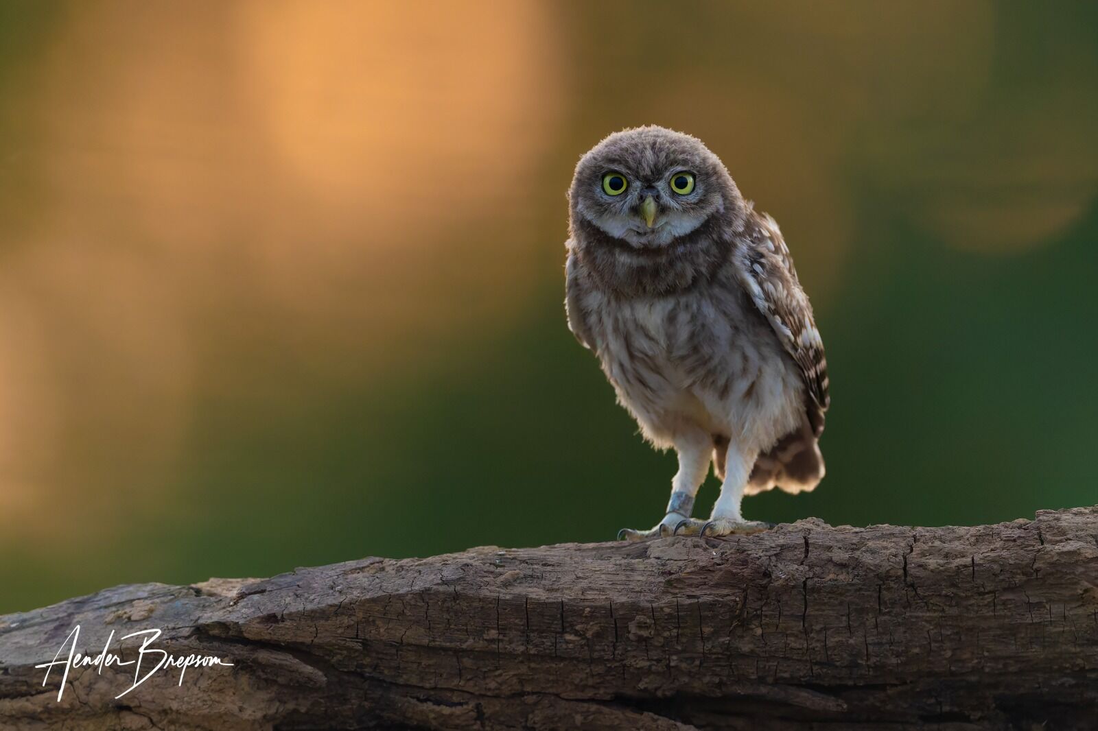 Little owl (Athene noctua)
