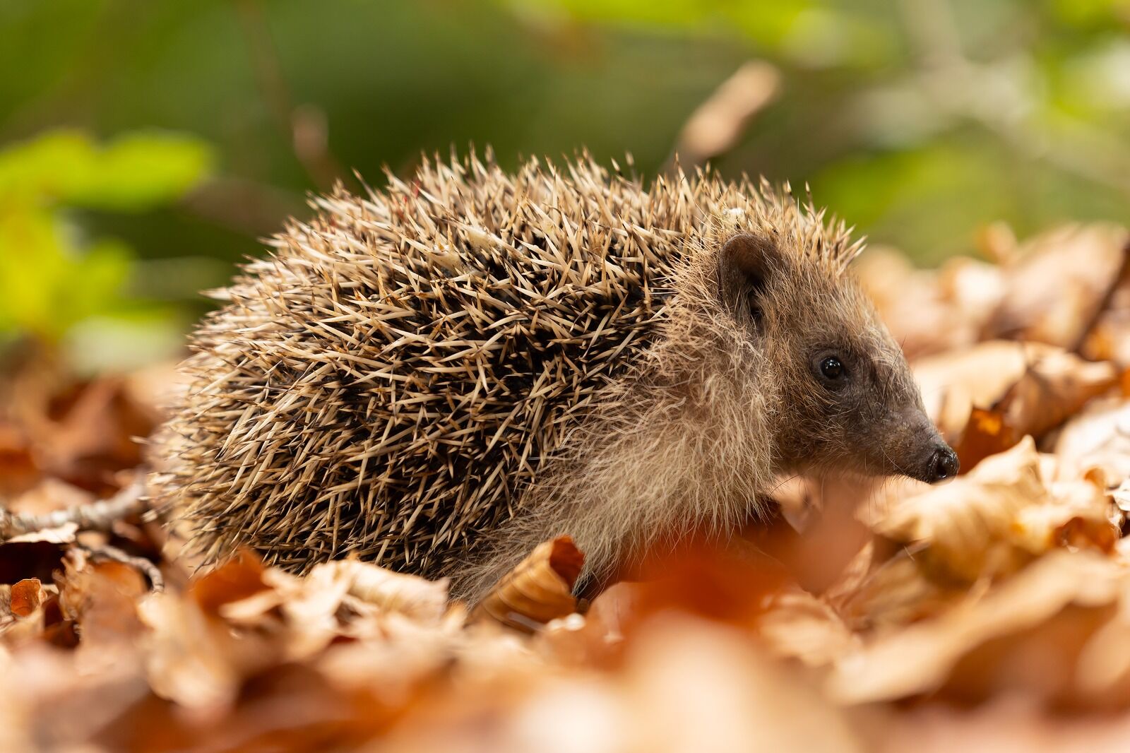 Hedgehog