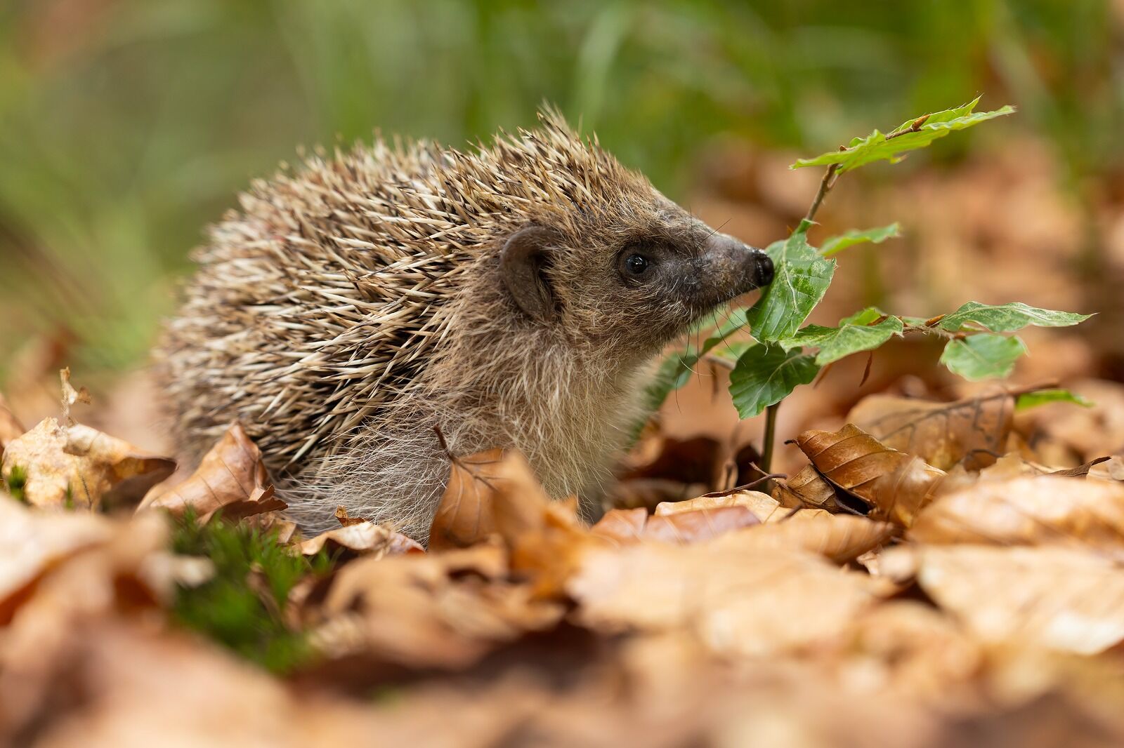 Hedgehog