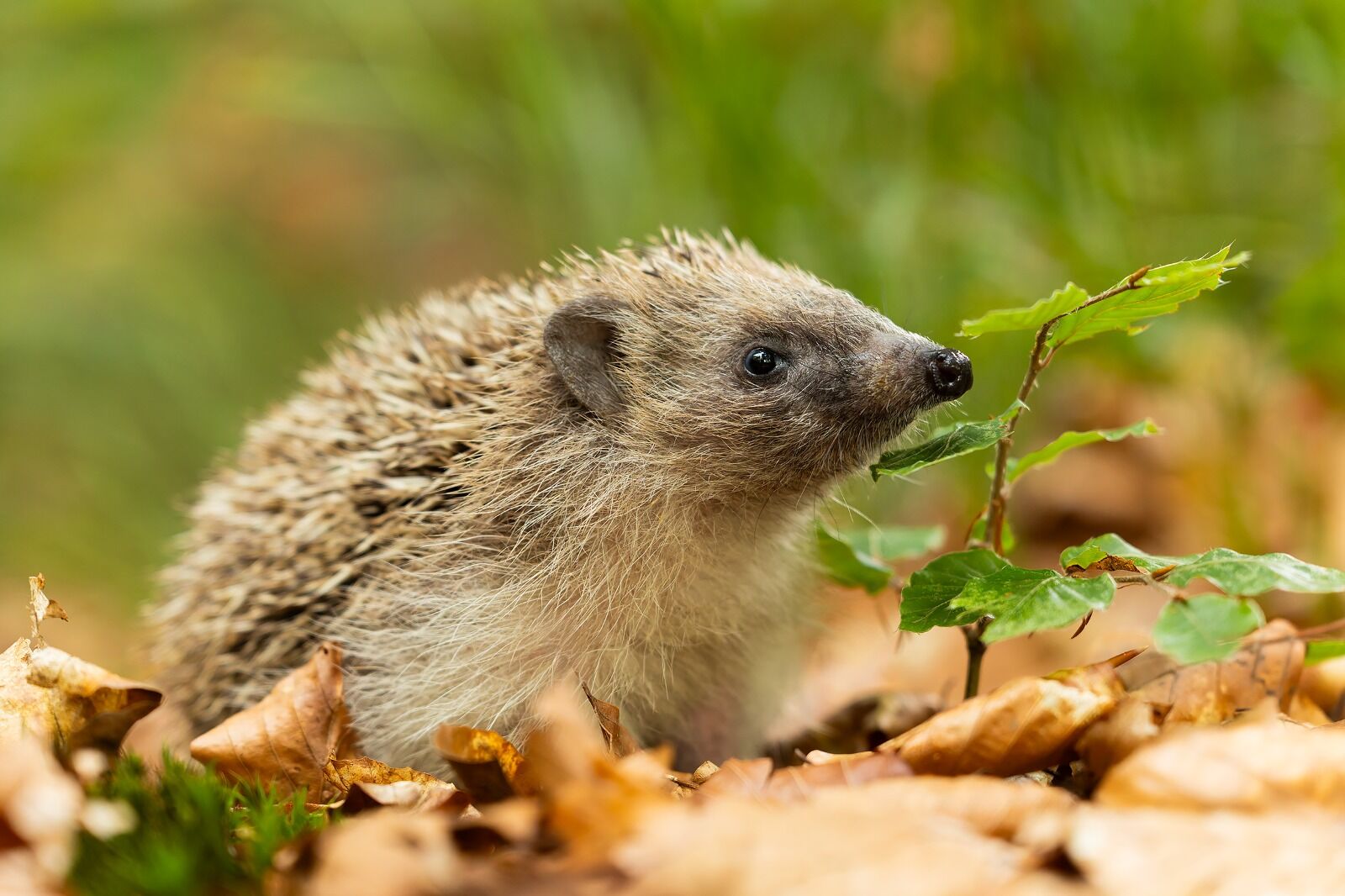 Hedgehog