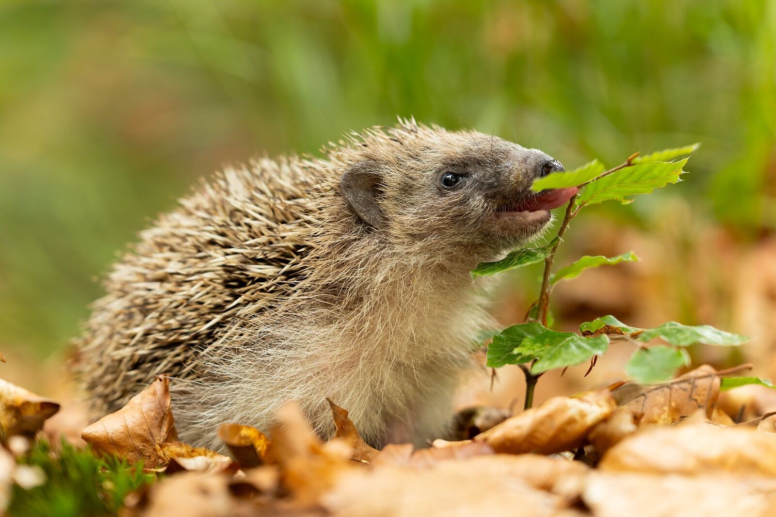 Hedgehog