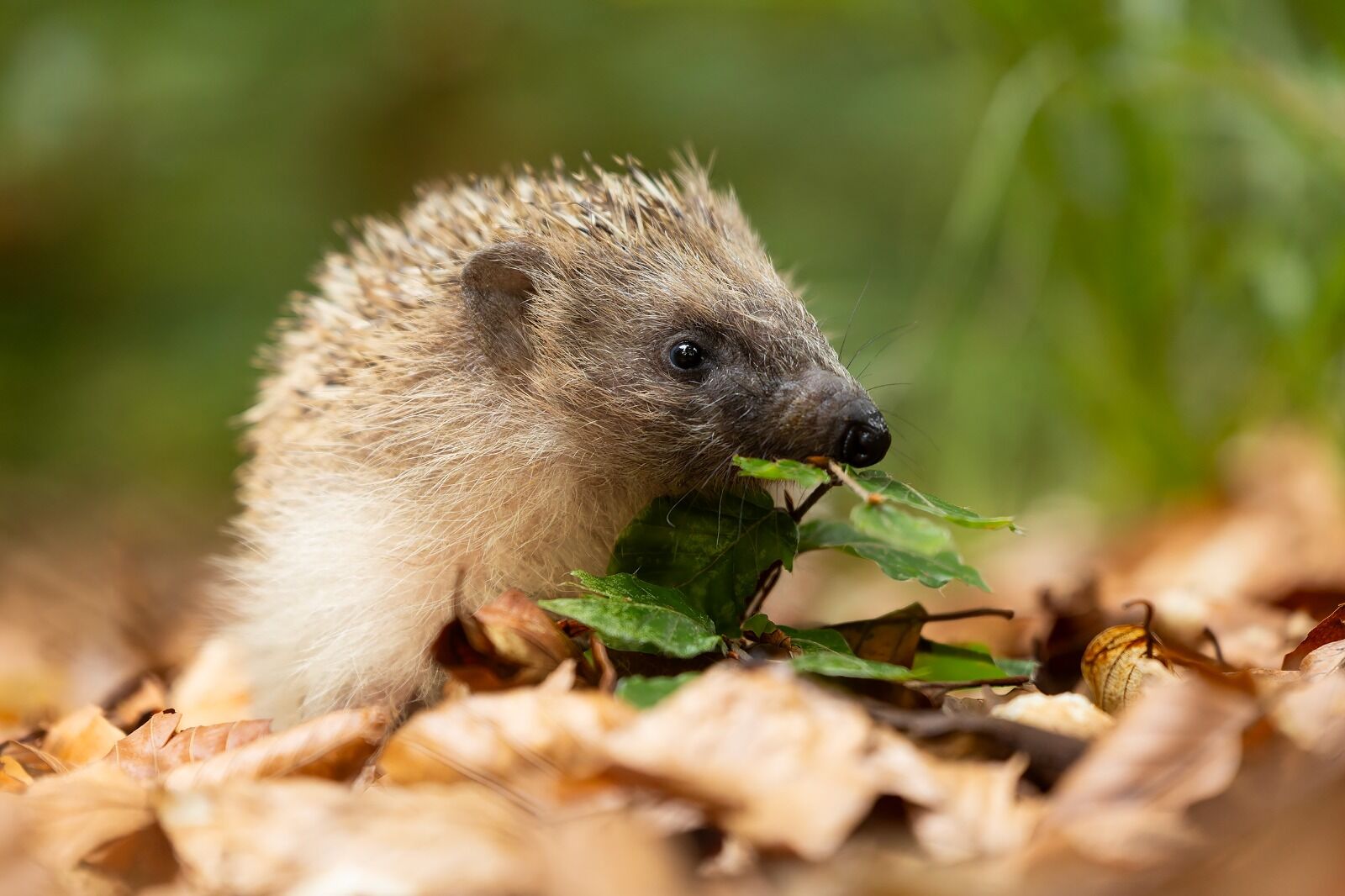 Hedgehog