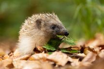 Hedgehog