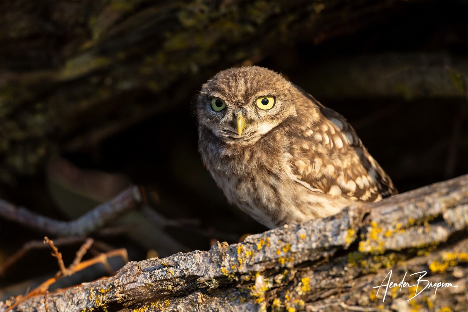 Little owl (Athene noctua)