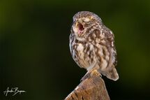 Little owl (Athene noctua)
