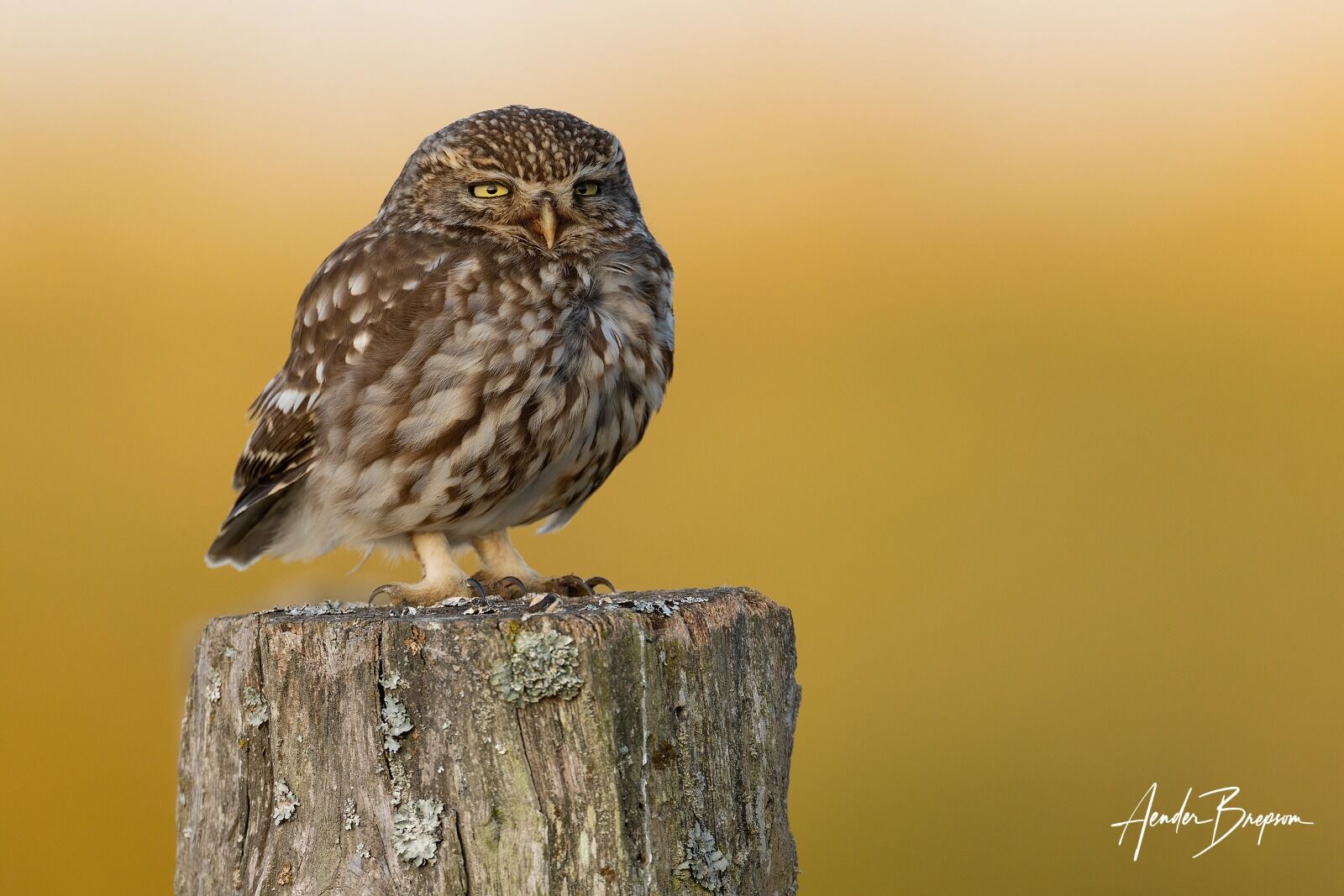 Little owl (Athene noctua)