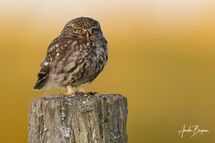 Little owl (Athene noctua)