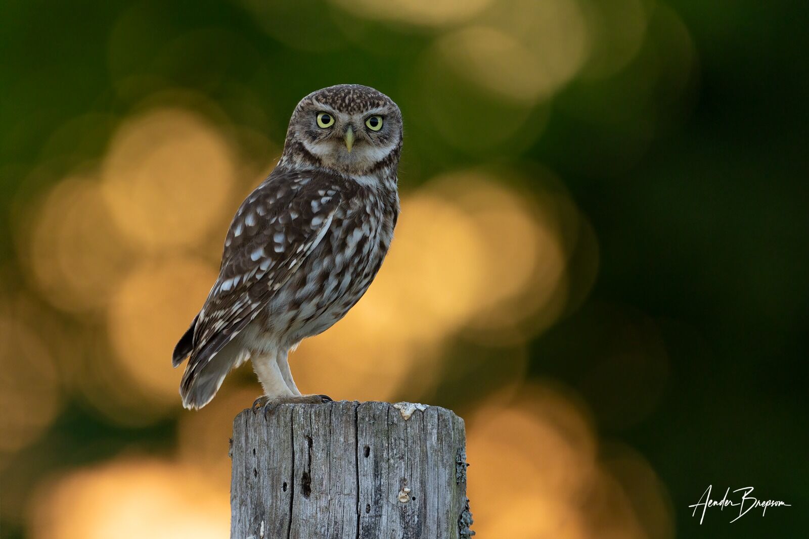 Little owl (Athene noctua)