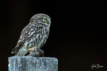 Little owl (Athene noctua)