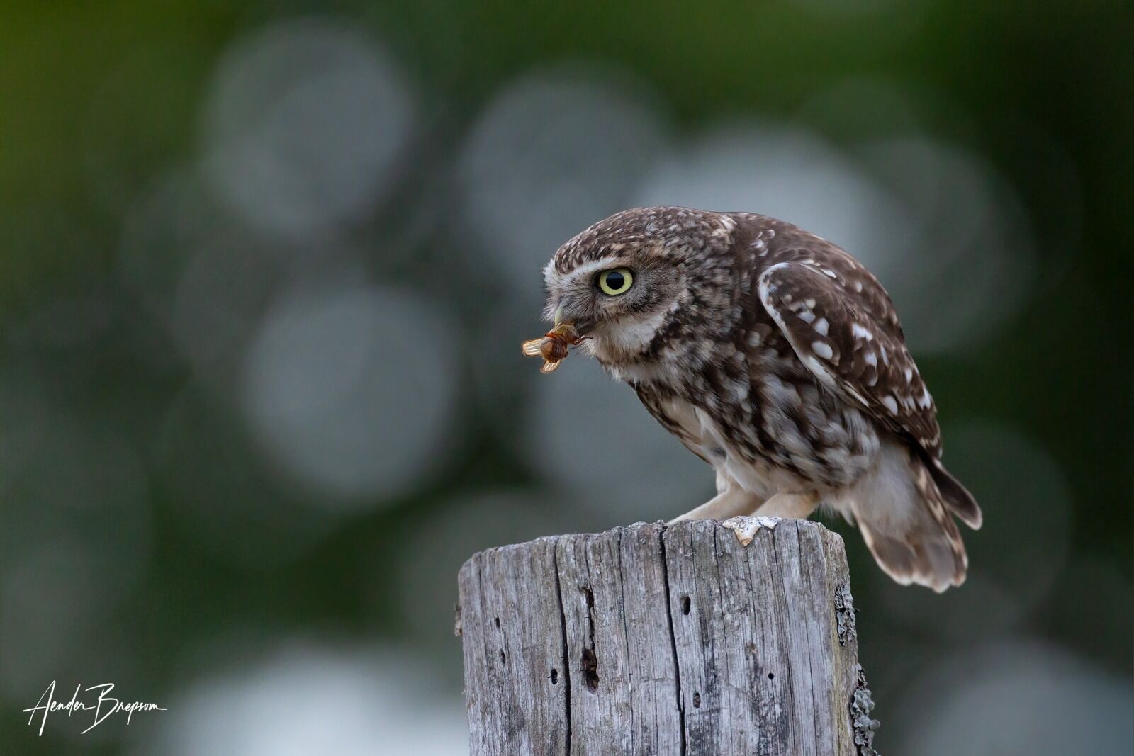 Little owl (Athene noctua)