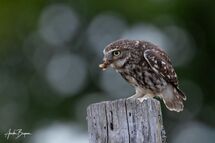 Little owl (Athene noctua)
