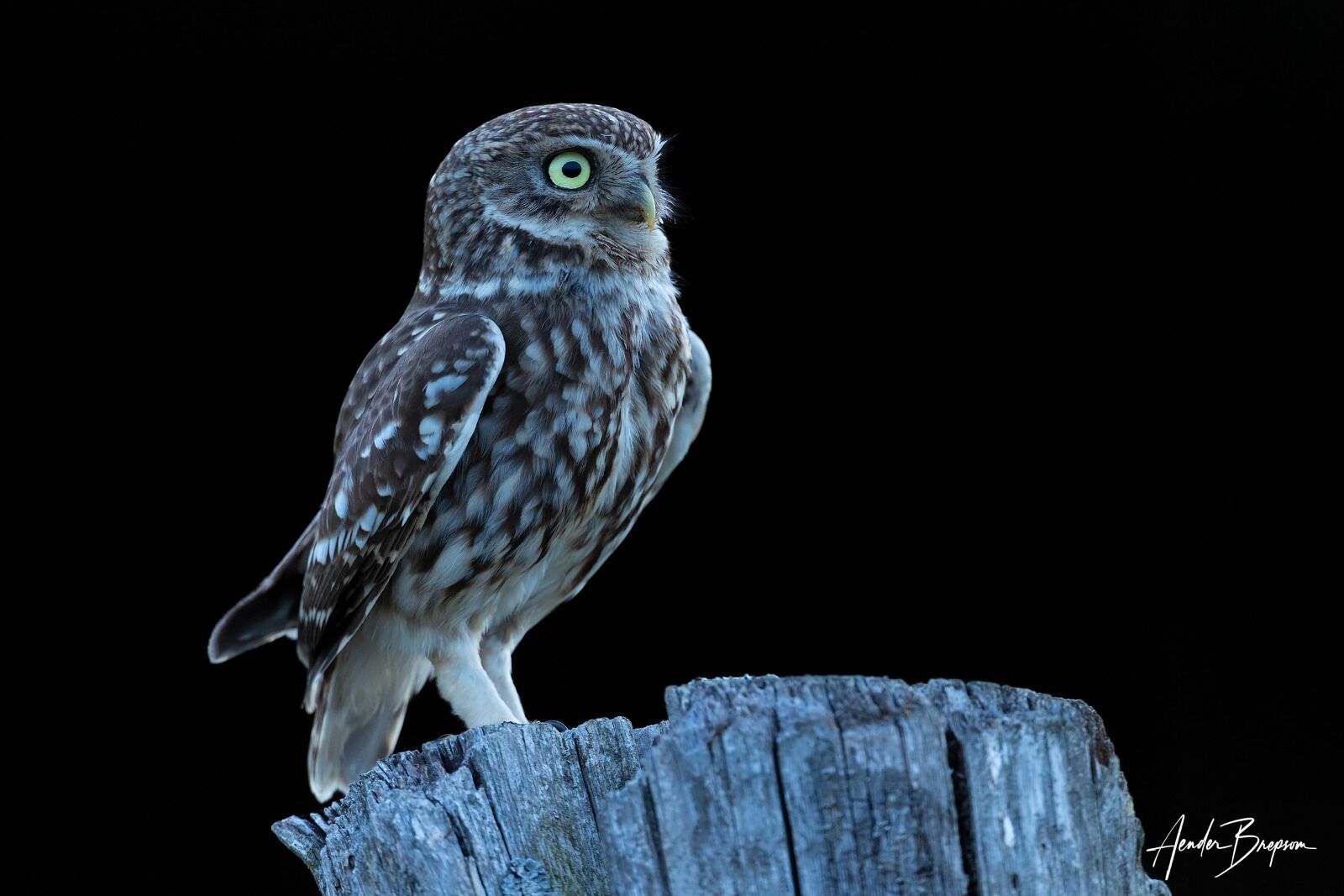 Little owl (Athene noctua)
