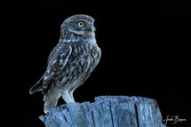 Little owl (Athene noctua)