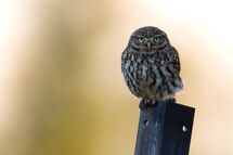 Little owl (Athene noctua)