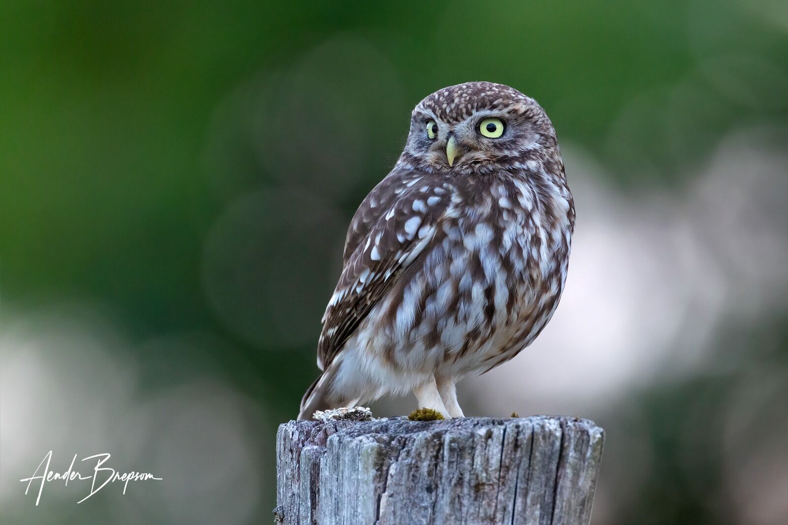 Little owl (Athene noctua)