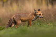 Red fox