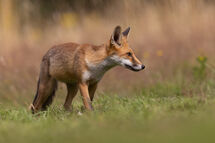 Red fox