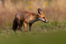Red fox