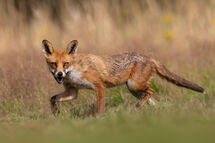 Red fox