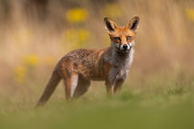 Red fox