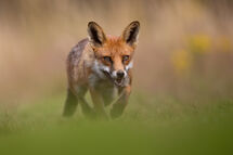 Red fox