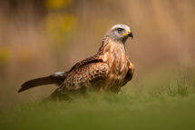 Red Kite