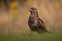 Commun Buzzard