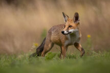 Red fox