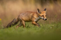 Red fox
