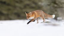 Red fox