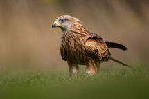 Red Kite