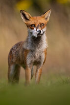 Red fox