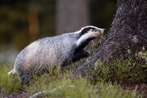 Badger