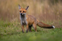 Red fox