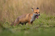 Red fox