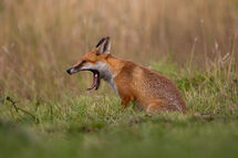 Red fox