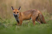 Red fox