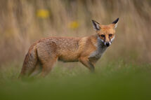 Red fox