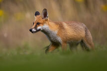 Red fox