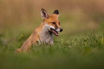Red fox